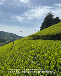 【京都本店】6/13(土)お茶の淹れ方教室「新茶2026を楽しむ」参加チケット