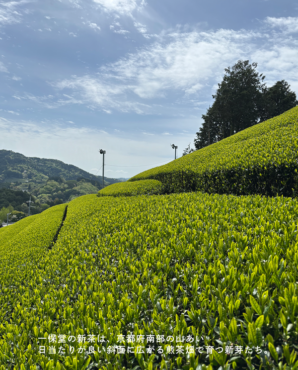 【京都本店】6/13(土)お茶の淹れ方教室「新茶2026を楽しむ」参加チケット