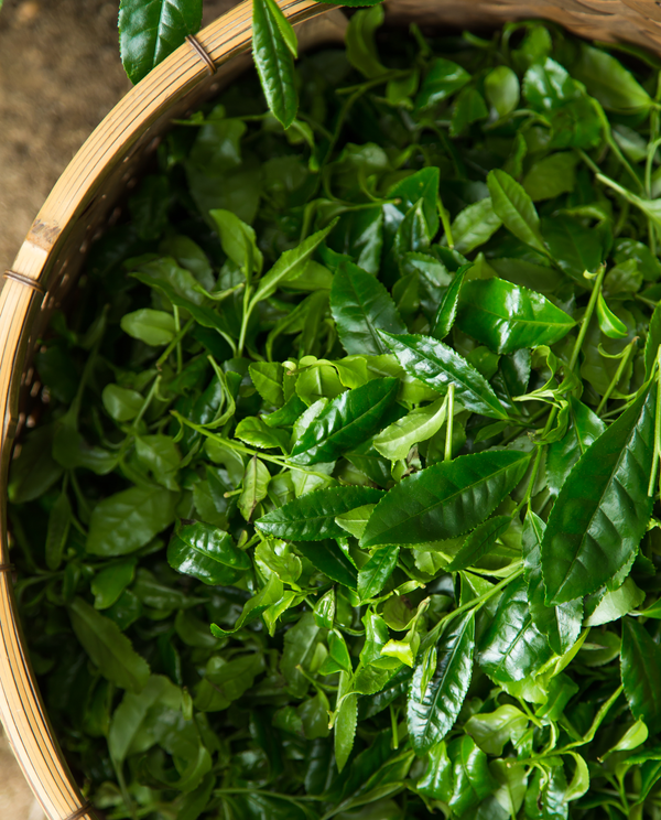 【予定販売数終了】【受注生産品・6月お届け】新茶中缶箱(130g)≪掛紙・ギフトシール不可≫